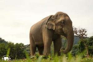 Rescued Bull Elephant San Meung