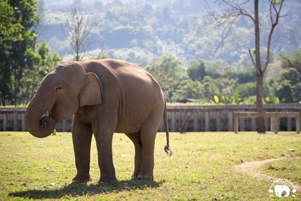 Rescued Bull Elephant San Meung