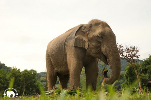 Rescued Bull Elephant San Meung