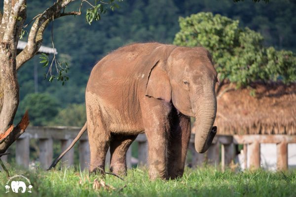 Rescued Bull Elephant San Meung