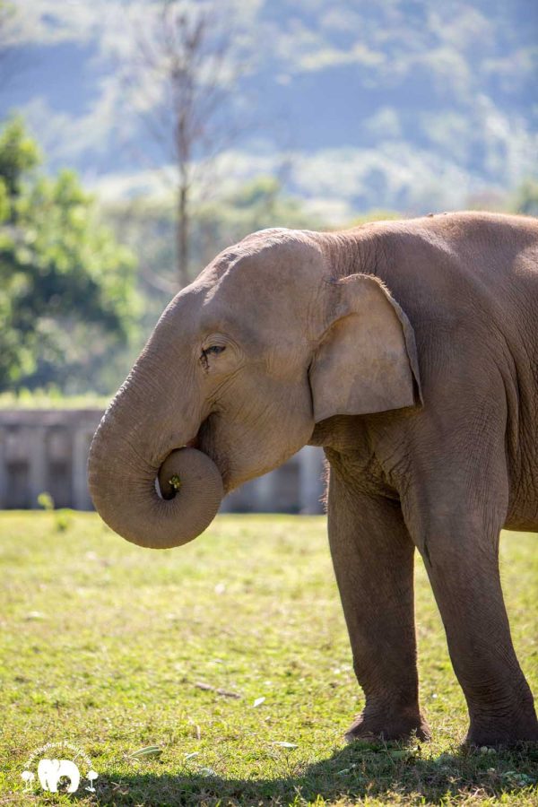 Rescued Bull Elephant San Meung