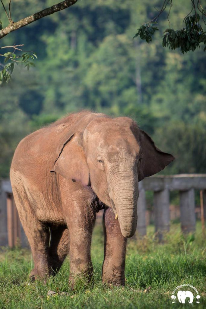 Rescued Bull Elephant San Meung