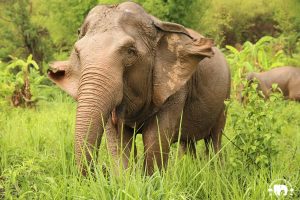 Rescued Elephant Sri Nuan