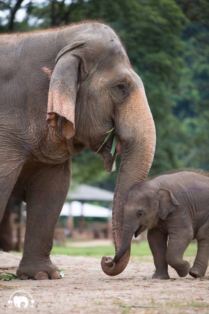 Rescued Elephant Sri Nuan & Wan Mai