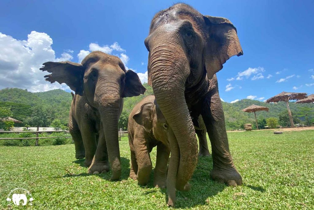 Rescued Elephants Sri Nuan, Mae Mai & Wan Mai