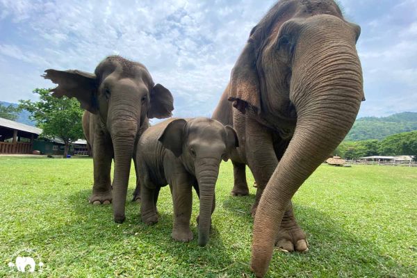 Rescued Elephants Sri Nuan, Mae Mai & Wan Mai