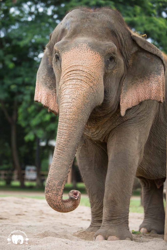 Rescued Elephant Sri Nuan