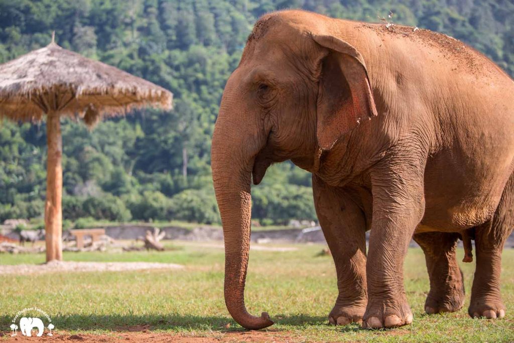 Rescued Elephant Sri Nuan