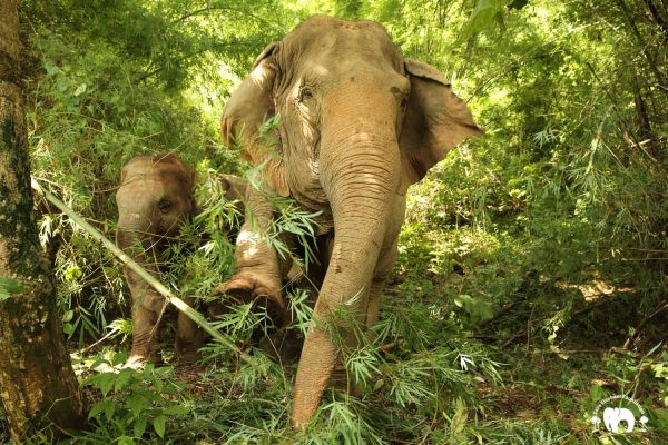 Rescued Elephant Sri Nuan