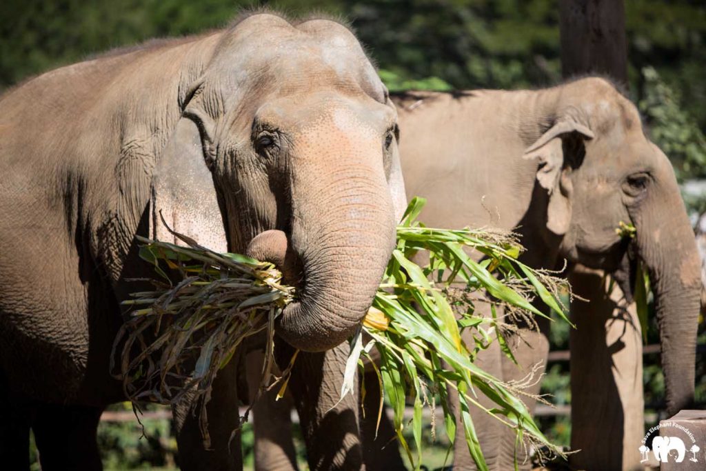 Rescued Elephant Sri Nuan