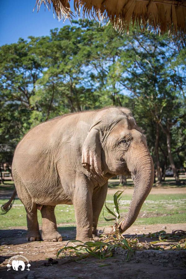 Rescued Elephant Sri Nuan