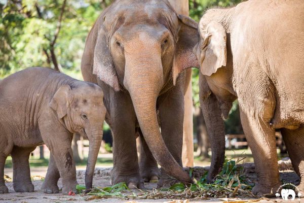 Rescued Elephant Sri Nuan