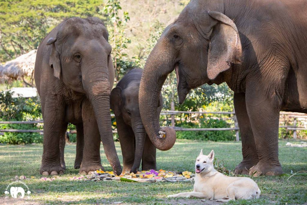 Rescued Elephant Sri Nuan, Mae Mai & Wan Mai