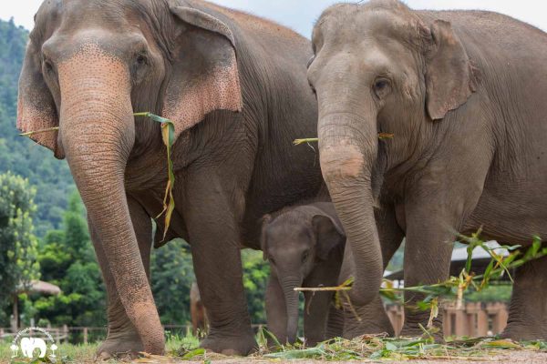 Rescued Elephants Sri Nuan, Mae Mai & Wan Mai