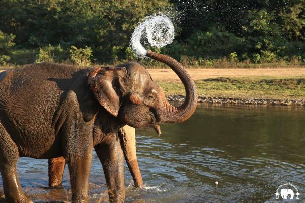 Rescued Elephant Tang Mo