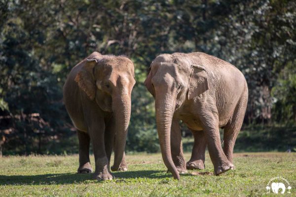 Rescued Elephant Tang Mo