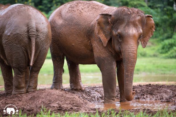 Rescued Elephant Tang Mo