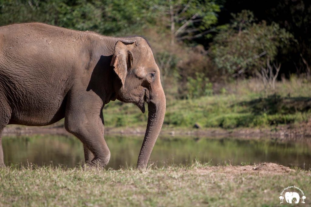 Rescued Elephant Tang Mo