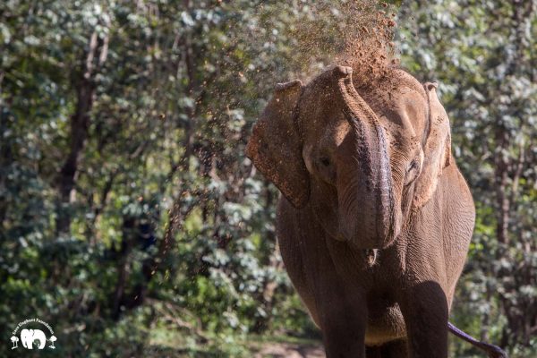 Rescued Elephant Tang Mo