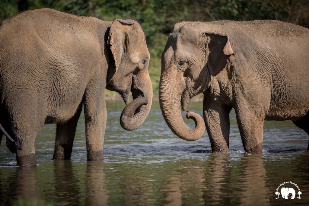 Rescued Elephant Tang Mo