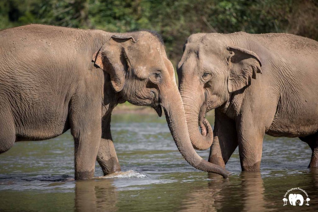 Rescued Elephant Tang Mo