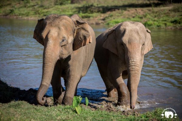 Rescued Elephant Tang Mo