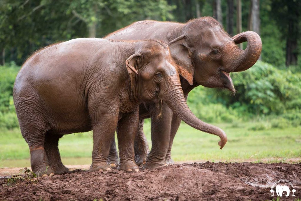 Rescued Elephant Tang Mo