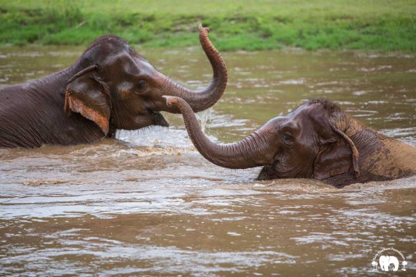 Rescued Elephant Tang Mo