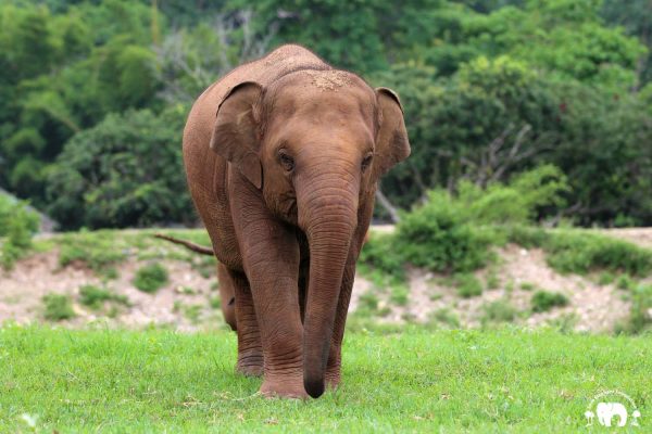 Rescued Elephant Thong Ae