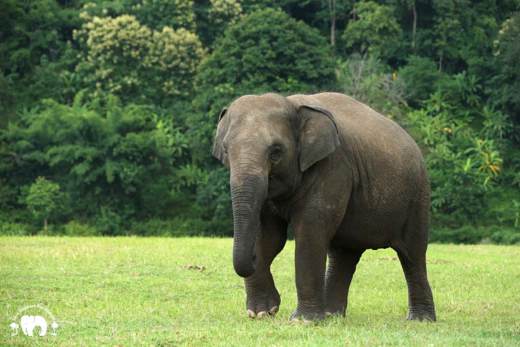 Rescued Elephant Thong Ae