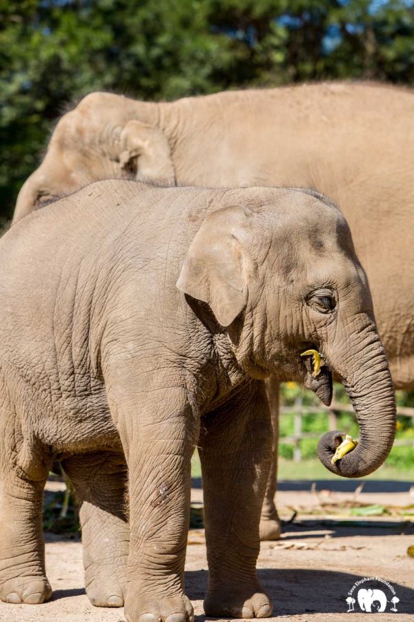 Rescued Elephant Wan Mai