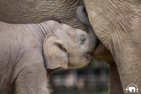 Rescued Baby Elephant Wan Mai