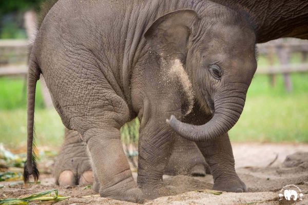 Rescued Baby Elephant Wan Mai