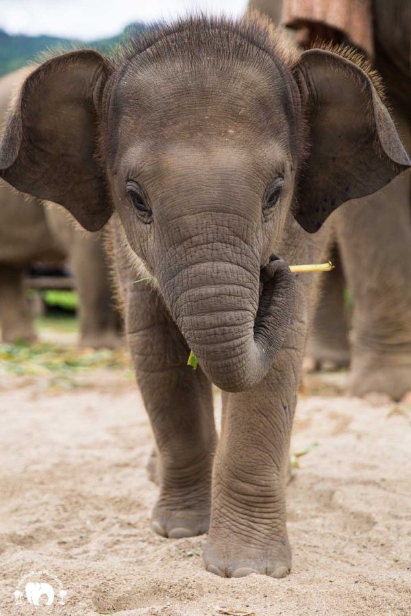 Rescued Baby Elephant Wan Mai