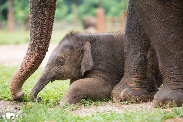 Baby Elephant Wan Mai