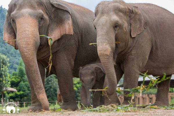 Rescued Elephant Mae Mai. Wan Mai & Sri Nuan