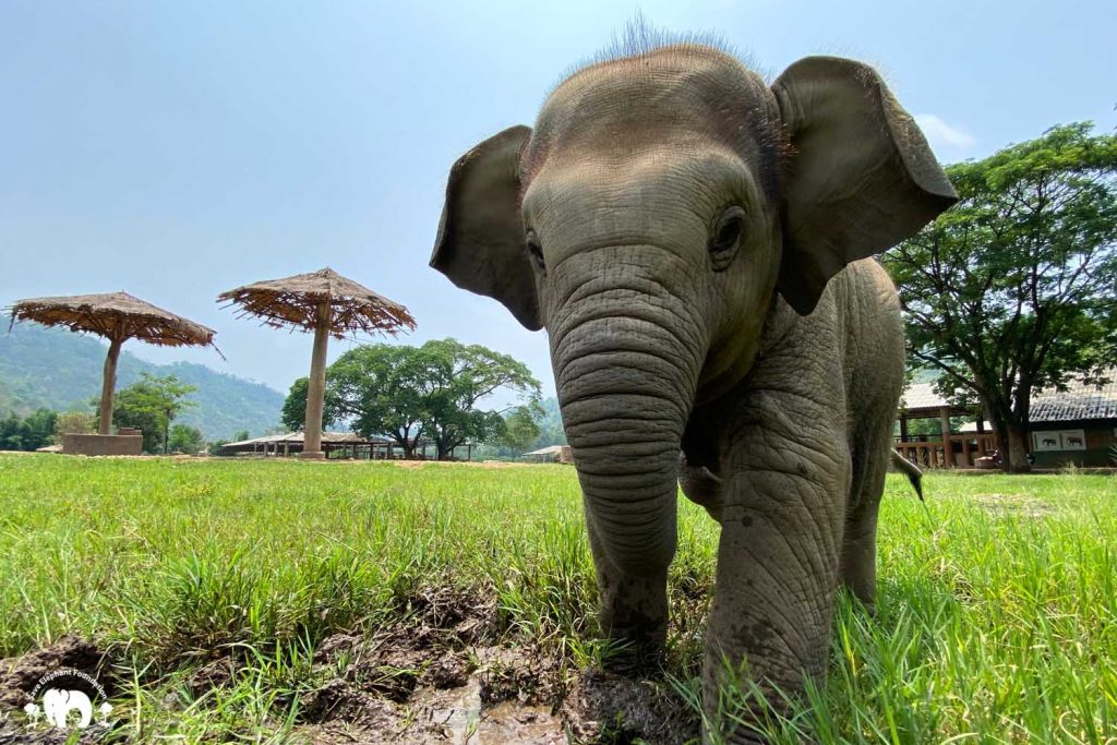 Rescued Elephant Wan Mai