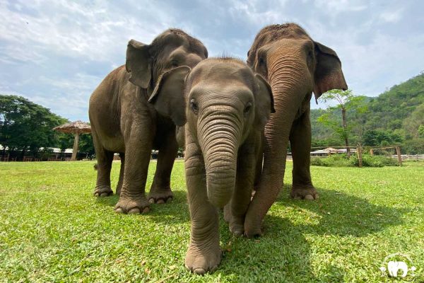 Rescued Elephant Mae Mai. Wan Mai & Sri Nuan