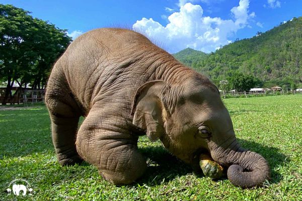 Rescued Baby Elephant Wan Mai