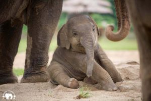 Rescued Baby Elephant Wan Mai