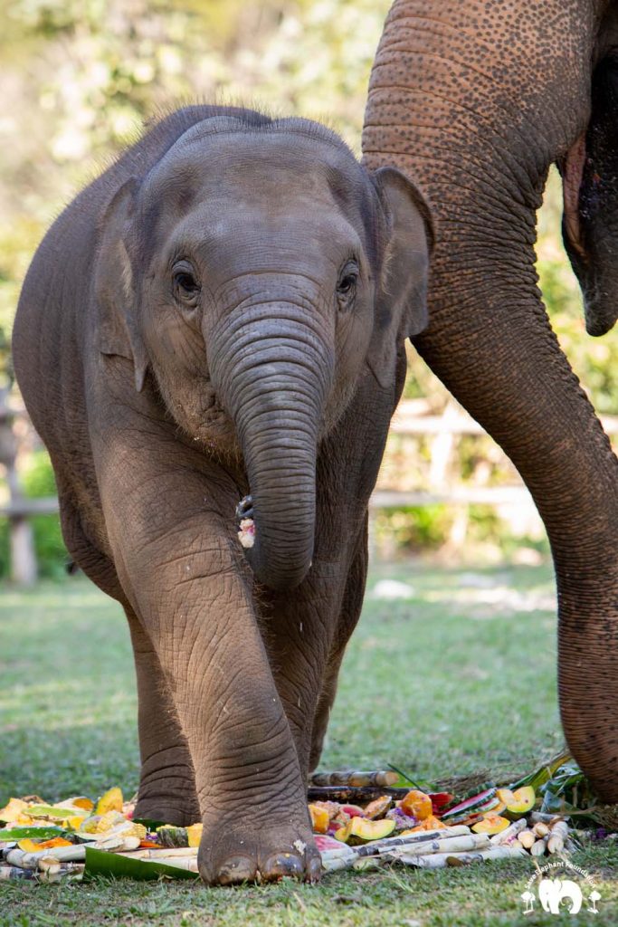 Rescued Baby Elephant Wan Mai