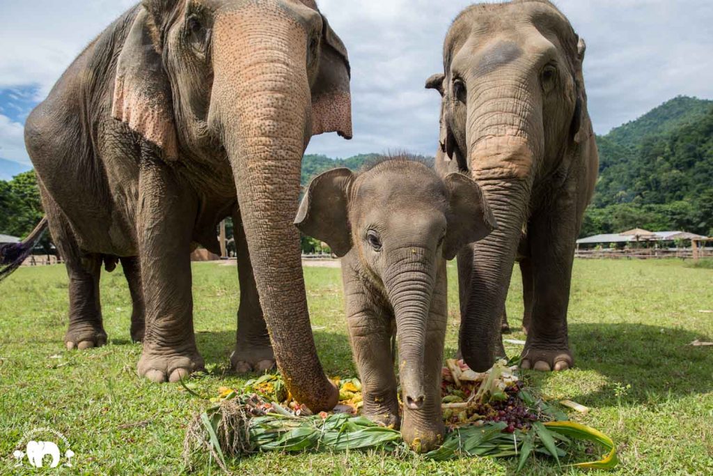 Rescued Elephant Mae Mai. Wan Mai & Sri Nuan