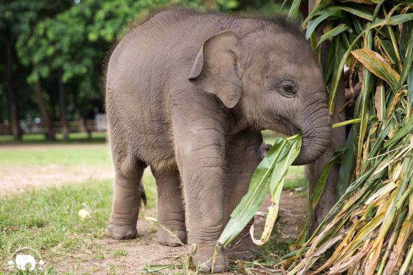 Rescued Baby Elephant Wan Mai