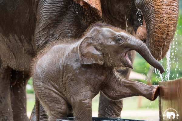 Rescued Baby Elephant Wan Mai