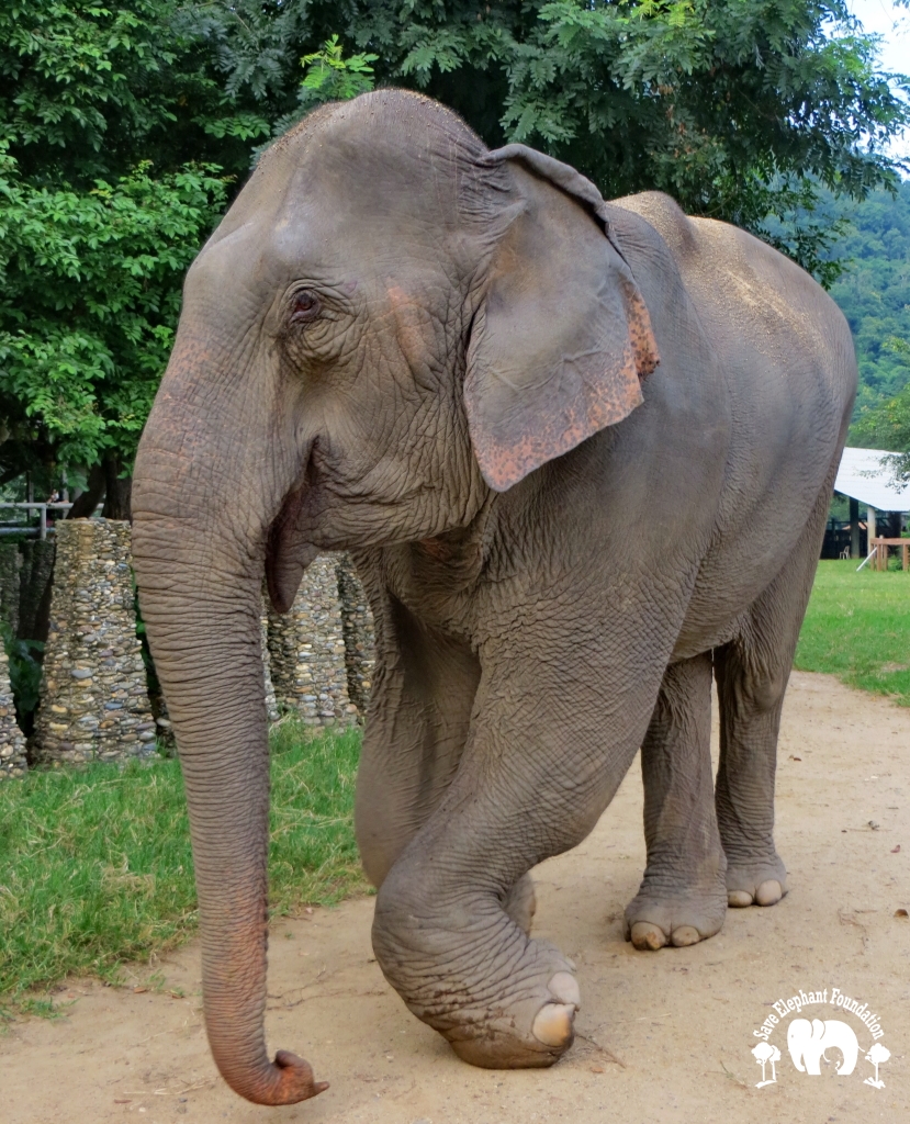 Kabu Rescued Elephant