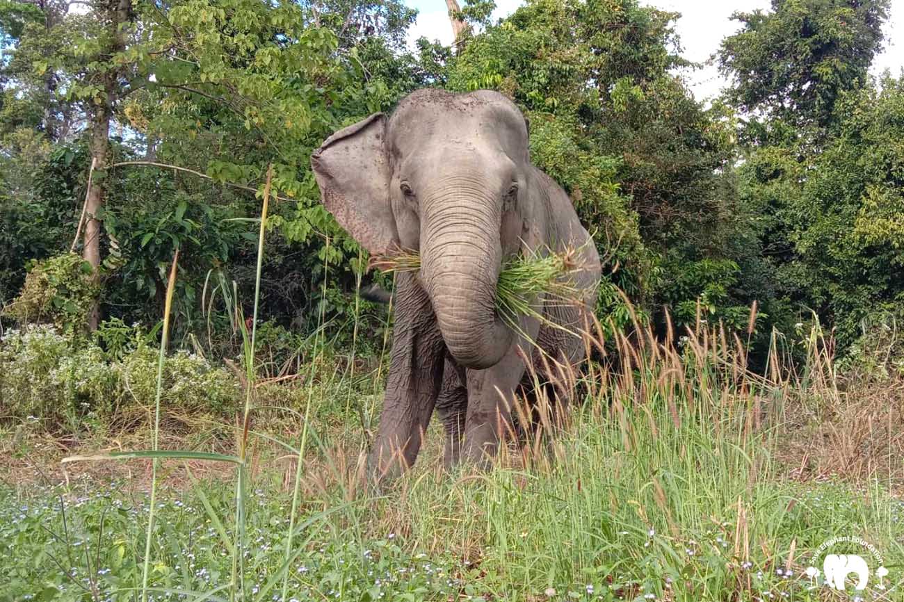 Elephant Di-Poh - Save Elephant Foundation