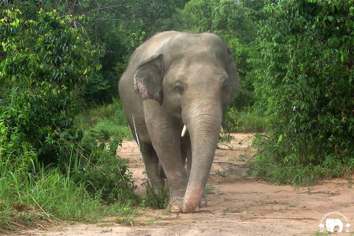 Kaavan Cambodia Wildlife Sanctuary Save Elephant Foundation