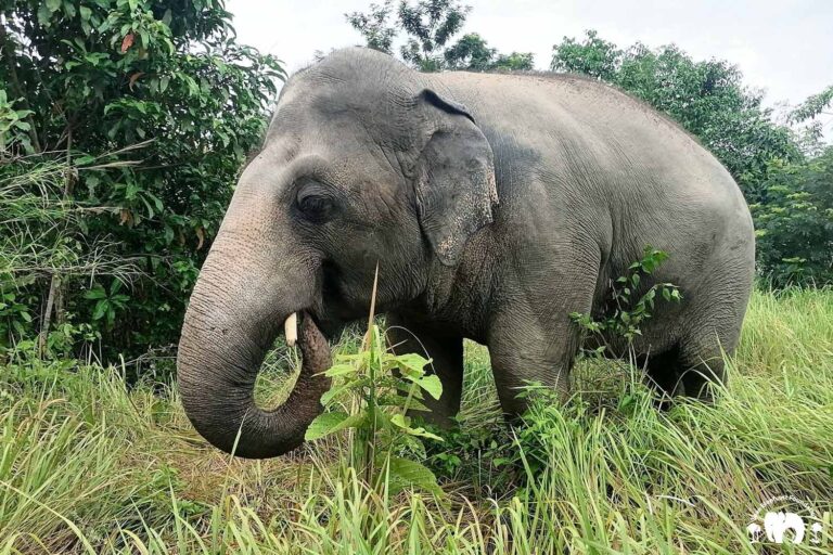 Kaavan | Cambodia Wildlife Sanctuary | Save Elephant Foundation