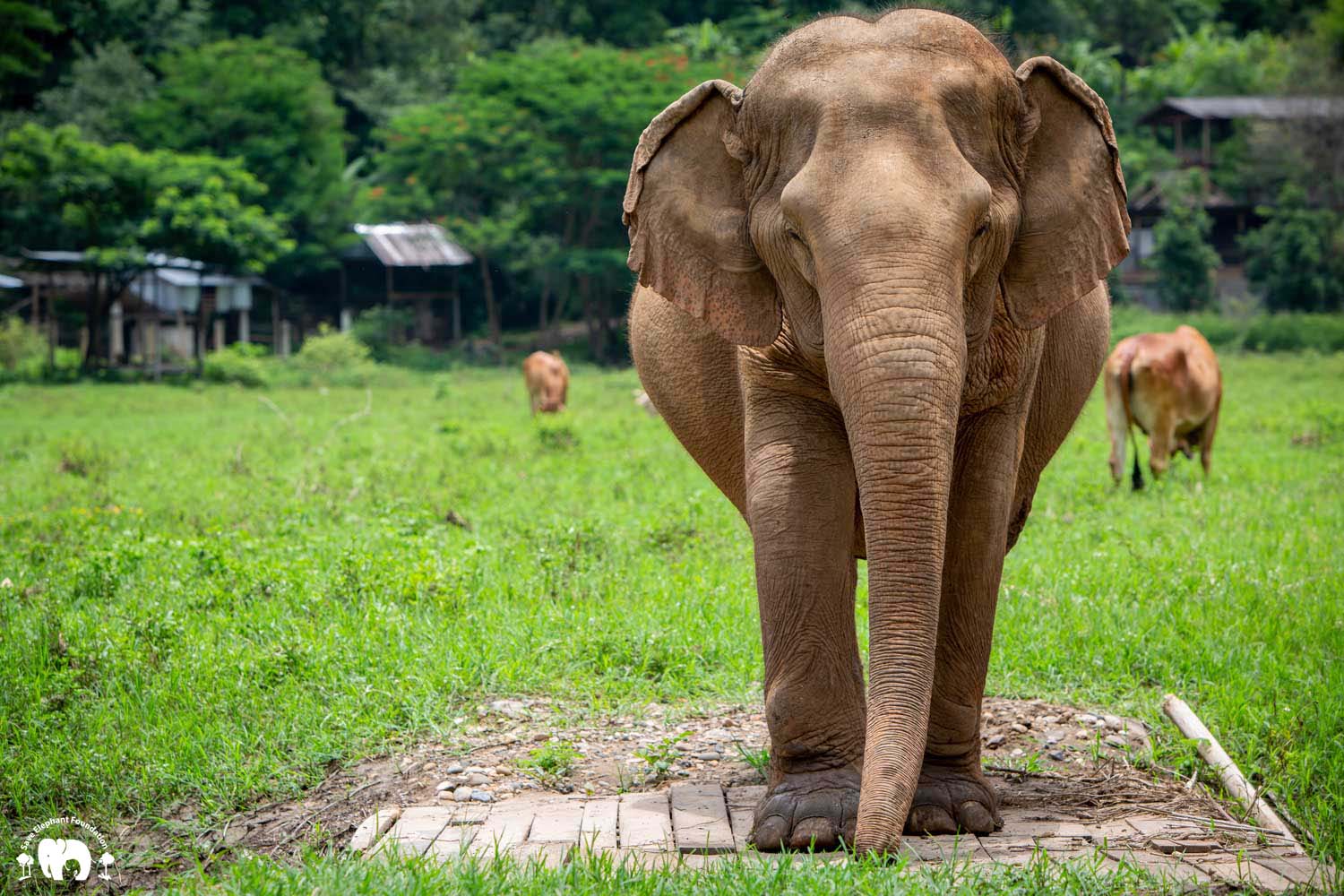 Elephant Rattana Kham - Save Elephant Foundation