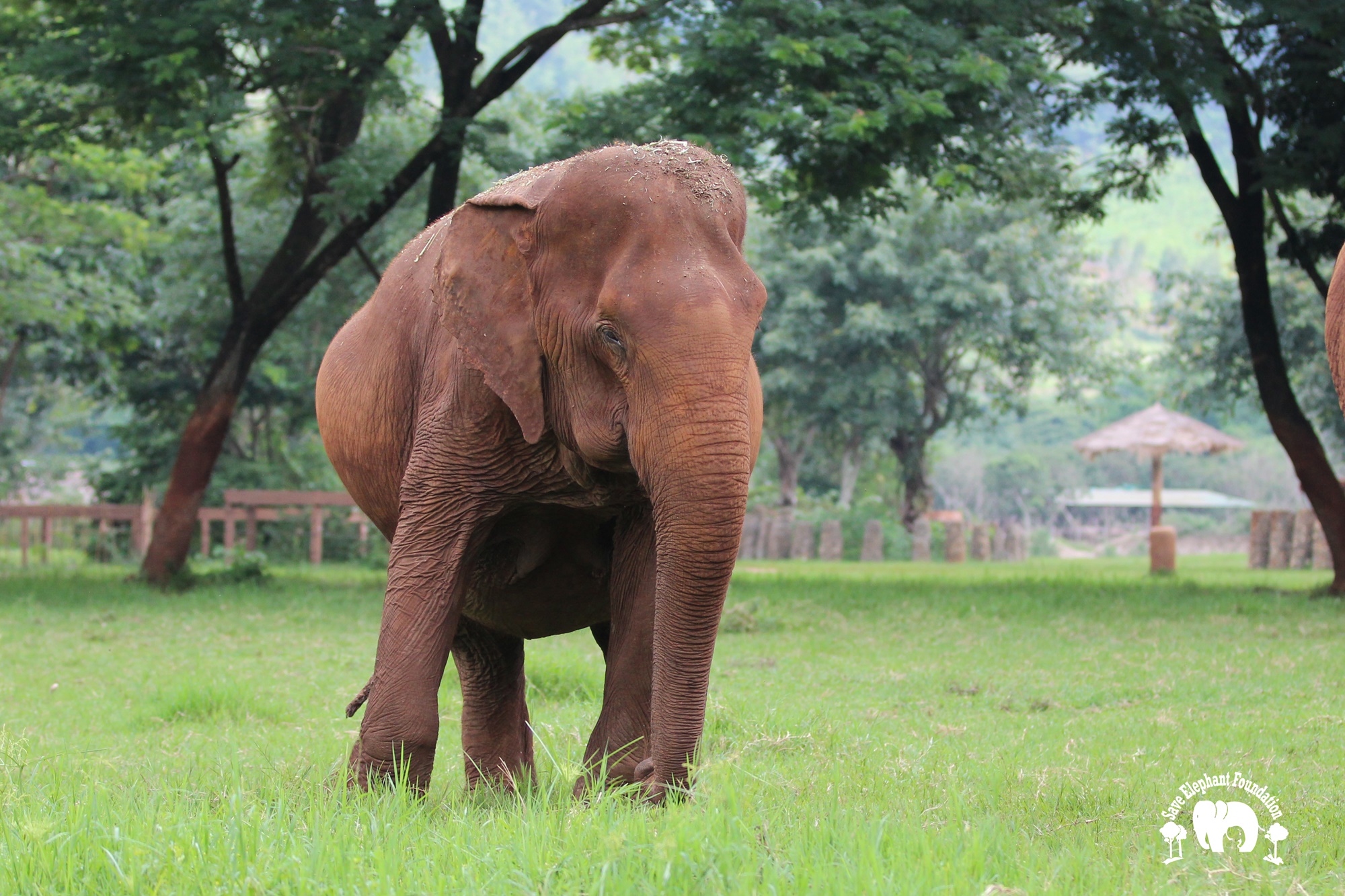 Elephant Fah Mui - Save Elephant Foundation